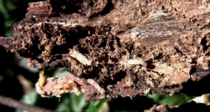 termite controll - extermination